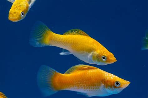 Molly Fish 101: Care, Types, Food, Lifespan & ! .